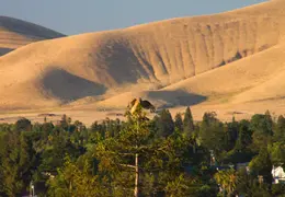 Red Tailed Hawk June 2012 04