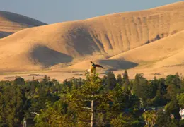 Red Tailed Hawk June 2012 05