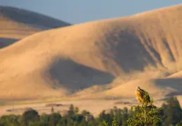 Red Tailed Hawk June 2012 06