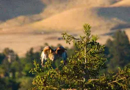 Red Tailed Hawk June 2012 07