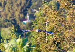 Red Tailed Hawk June 2012 08