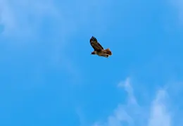 Red Tailed Hawk June 2017 01