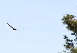 Red Tailed Hawk June 2017 05