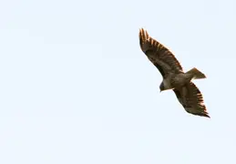 Red Tailed Hawk June 2017 09