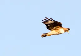 Red Tailed Hawk June 2017 10