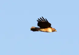 Red Tailed Hawk June 2017 12