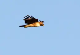 Red Tailed Hawk June 2017 13