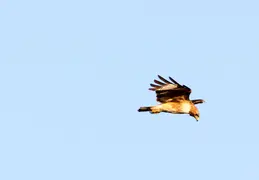 Red Tailed Hawk June 2017 14