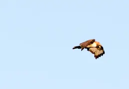 Red Tailed Hawk June 2017 17