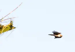 Red Tailed Hawk June 2017 19
