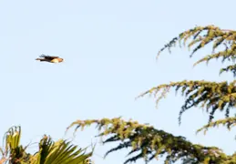 Red Tailed Hawk June 2017 20