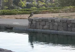 Red Tailed Hawk On Pool August 2009