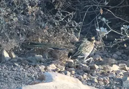 Roadrunner 20230710 01