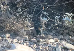 Roadrunner 20230710 02