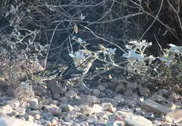 Roadrunner 20230710 03