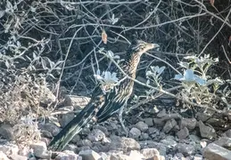 Roadrunner 20230710 04