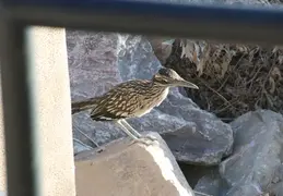 Roadrunner 20230710 05