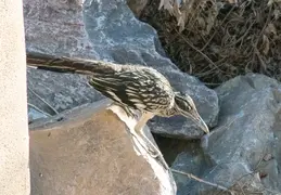 Roadrunner 20230710 06