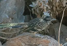 Roadrunner 20230710 07