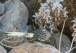 Roadrunner 20230710 08