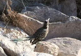 Roadrunner 20230710 10