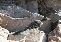 Roadrunner 20230710 11