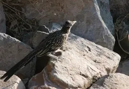 Roadrunner 20230710 12