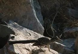 Roadrunner 20230710 13