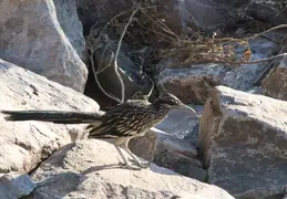 Roadrunner 20230710 14