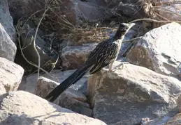 Roadrunner 20230710 15