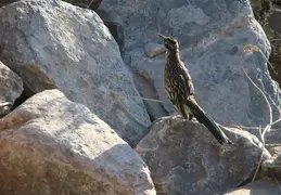 Roadrunner 20230710 16