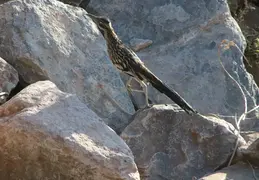 Roadrunner 20230710 17