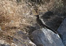 Roadrunner 20230710 18