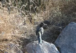 Roadrunner 20230710 19