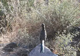 Roadrunner 20230710 21