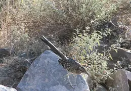 Roadrunner 20230710 22