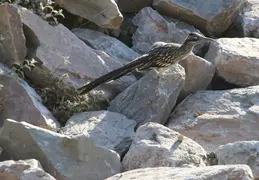 Roadrunner 20230710 23