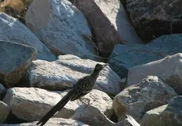 Roadrunner 20230710 24