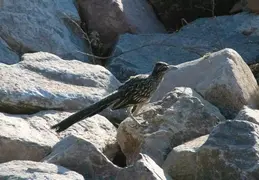 Roadrunner 20230710 25