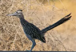 Roadrunner 20230731 01