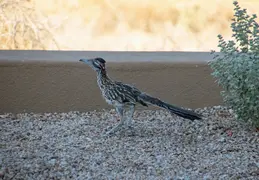 Roadrunner 20230731 02
