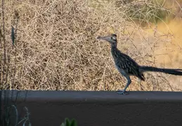 Roadrunner 20230731 03