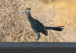 Roadrunner 20230731 04