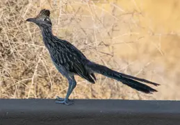 Roadrunner 20230731 05