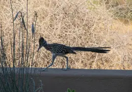 Roadrunner 20230731 06