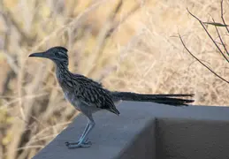 Roadrunner 20230731 07