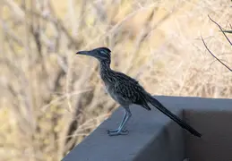 Roadrunner 20230731 08