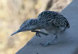 Roadrunner 20230731 09