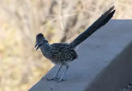 Roadrunner 20230731 10