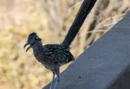 Roadrunner 20230731 11